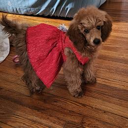 Coton de Tulear and Poodle Puppies from Legacy Pets
