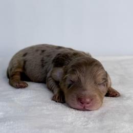 Cairo Sun - Dapple male Dachshund puppy in Sacramento, California from HEFFERNAN HOUNDS
