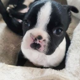 Boston Terriers from Honey's Boston Terriers
