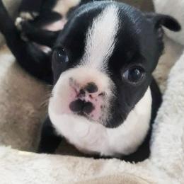 Boston Terriers from Honey's Boston Terriers