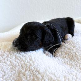 Grey - Tri-color female Bernedoodle puppy in Rockwall, Texas from Glory Doodles