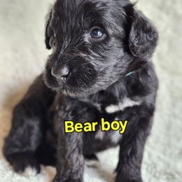 Bear - Black and white male Portuguese Water Dog puppy in Narvon, Pennsylvania from Prized Family Porties