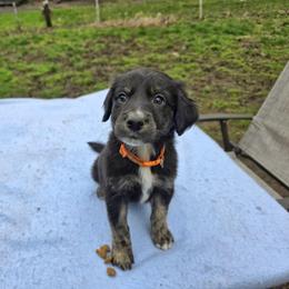 Copper - male Sporty Mix puppy in Menasha, Wisconsin from Kreger's K9s