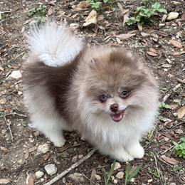Drago - Pomeranian