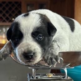 Zoro - Blue male Australian Cattle Dog puppy in Reed Point, Montana from Heelers and Highlands