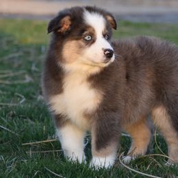Sophia - Blue merle Miniature Australian Shepherd puppy in Redfield, Kansas from CY Ranch Aussies