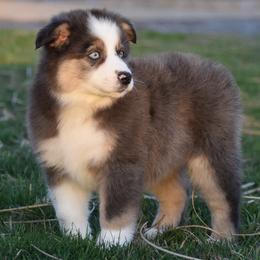 Sophia - Blue merle Miniature Australian Shepherd puppy in Redfield, Kansas from CY Ranch Aussies