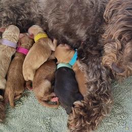 Havapoo puppies from Perfectly Playful Doodles