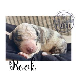 Rook - Merle male Bernedoodle puppy in Belleville, Michigan from Moose Tracks Bernedoodles