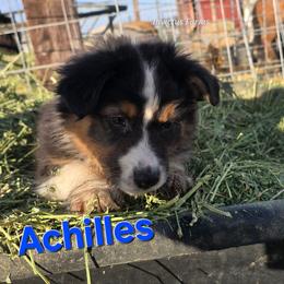 Achilles - Black tri-color male Australian Shepherd puppy in Smithfield, Utah from Invictus Farms