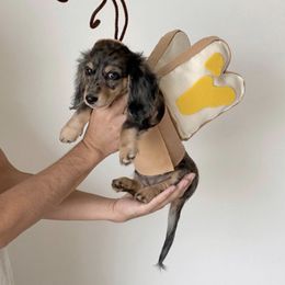 Dachshund Puppies from Longboard Dachshunds