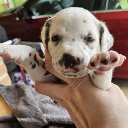 Dalmatians from Spoiledrottendals