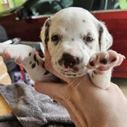 Dalmatians from Spoiledrottendals
