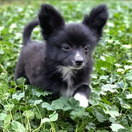 Zazu - Black and white male Companion Cross puppy in Davenport, Washington from Lovely Ladies and Little Asses Miniature Equines (L3A Pomeranians & Papillons)