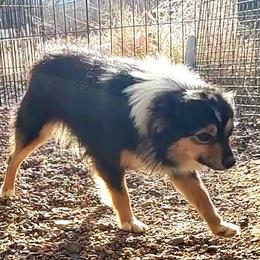 Sky - Miniature Australian Shepherd