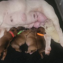 French Bulldog Puppies from Ma Chérie French Bulldogs