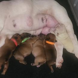 French Bulldog Puppies from Ma Chérie French Bulldogs