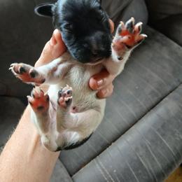 Boy 1 - Black and white male German Shorthaired Pointer puppy in Laporte, Minnesota from Northern Odyssey Gun Dogs