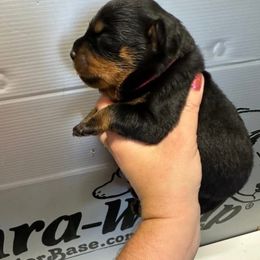 Pink collar - Black and mahogany female Rottweiler puppy in Lyons, Indiana from White River Rottweilers