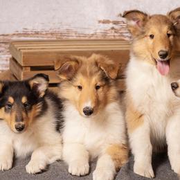Collies from Creek Side Collie’s/Lady Loves Biewer’s