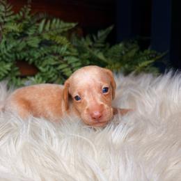 Lumi - Cream female Dachshund puppy in Washburn, Tennessee from Clinch Mountain Dachshunds