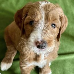 Australian Labradoodles from Glencoe Australian Labradoodles