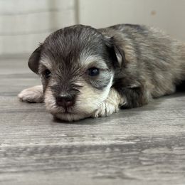 Miniature Schnauzer Puppies from Cali Sun-kissed Schnauzers