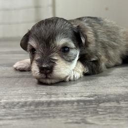 Miniature Schnauzer Puppies from Cali Sun-kissed Schnauzers