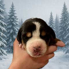 Red - Casper - Black, white and red male Greater Swiss Mountain Dog puppy in Everett, Pennsylvania from Sweet Stream Swissies