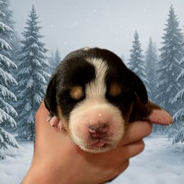 Red - Casper - Black, white and red male Greater Swiss Mountain Dog puppy in Everett, Pennsylvania from Sweet Stream Swissies