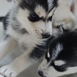 Pomsky Puppies from Peoria Pomskies