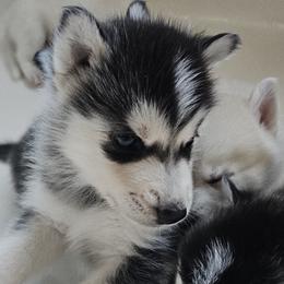 Pomsky Puppies from Peoria Pomskies