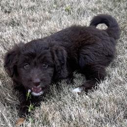 Aussiedoodle and Miniature American Shepherd Puppies from Lori Davis