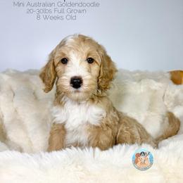 Harbor - Golden male Double Doodle puppy in Southwest Ranches, Florida from Dandy Doodle Ranch