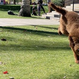 Goldendoodles from Lola’s Lovely Litter
