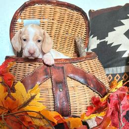 Elly - Piebald female Dachshund puppy in Woodlake, California from Wild West Weenies
