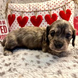 Quicksilver - Cream male Dachshund puppy in Hensley, Arkansas from The Dachshund Barn