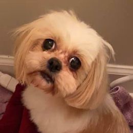 Shihpoos and Shih Tzus from Noel’s Little Shitz