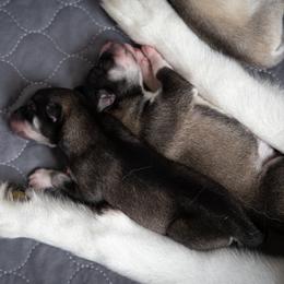 Siberian Husky Puppies from Ivie Huskies