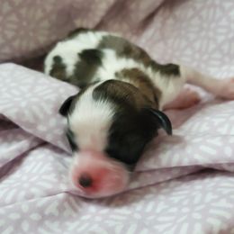 Shihpoo Puppies from Perfect Companion Puppies