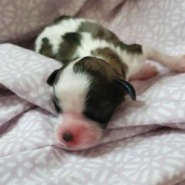 Shihpoo Puppies from Perfect Companion Puppies