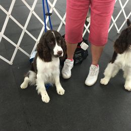 English Springer Spaniel Puppies from Polesitter English Springer Spaniels