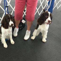 English Springer Spaniel Puppies from Polesitter English Springer Spaniels