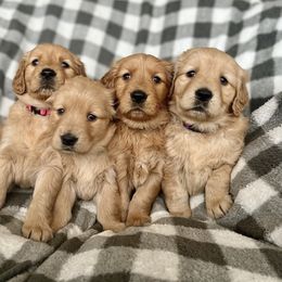 Dachshund and Golden Retriever Puppies from Wyo Dachshunds & Goldens