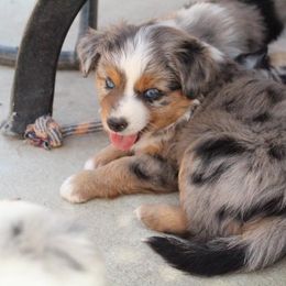 Aussiedoodle, Australian Shepherd, Miniature American Shepherd, and Miniature Australian Shepherd Puppies from Bline's Awesome Aussies