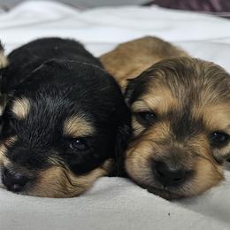 Dachshund Puppies from Bourbon Barrel Ridge Doxies
