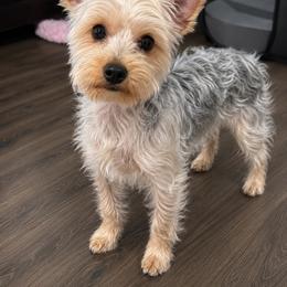 Yorkshire Terrier puppies from Luxury Pups AZ