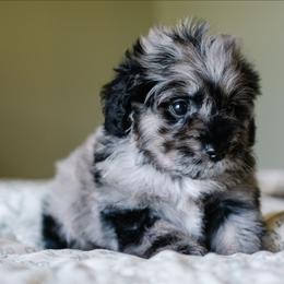 Gumbeaux - Merle male Schnoodle puppy in Grove, Oklahoma from Grand Lake Poodles & Doodles