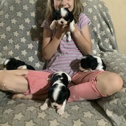 Cavalier King Charles Spaniel Puppies from Cocoa Cavaliers