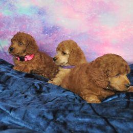 Poodle Puppies from Moyen Majestic Embrace